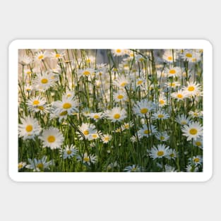 Wild Oxeye Daisies in Spring Sticker